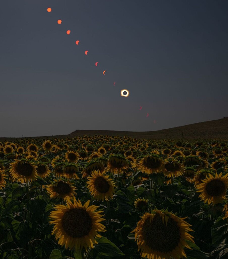 Composite photo of the Sun at several times during the total solar eclipse of Aug. 12, 2026 over a field of sunflowers in Spain